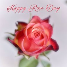 Rose Day