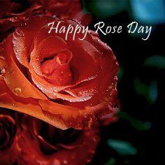 Rose Day – free cards online