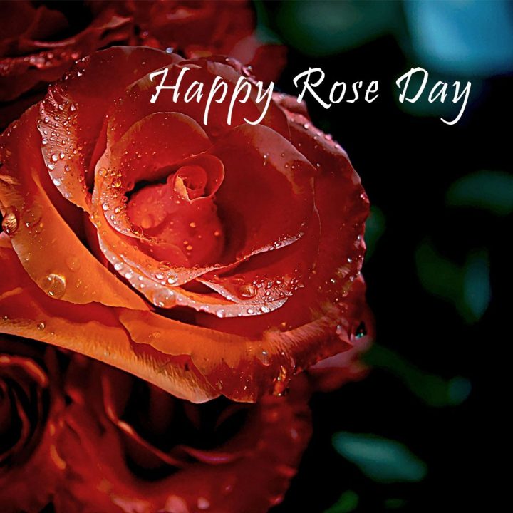 Rose Day – free cards online