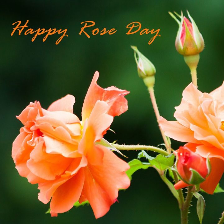 Rose Day – happy valentine day messages