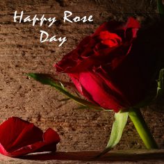 Rose Day – free valentines cards