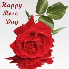 Rose Day
