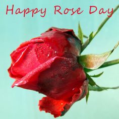 Rose Day – free easter cards