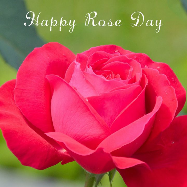 Rose Day – new year cards