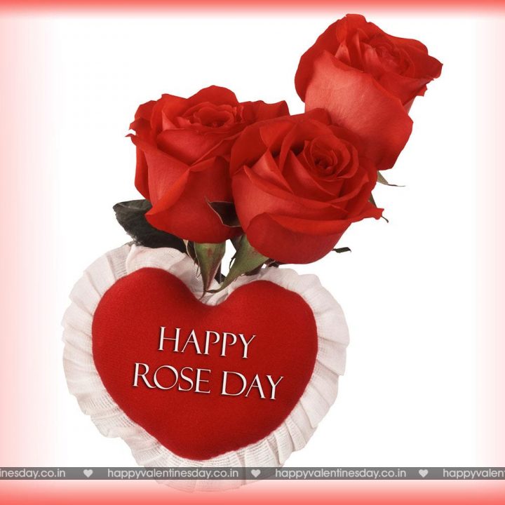 Rose Day – happy valentines day cat