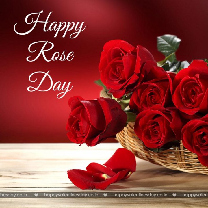 Rose Day – happy valentines day greeting cards
