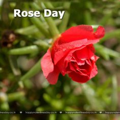 Rose Day – happy valentines day comments