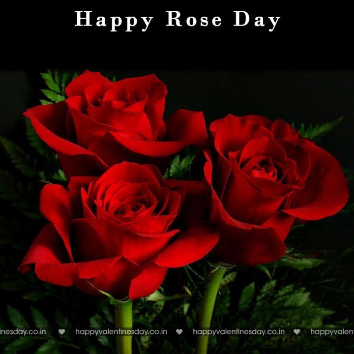 Rose Day – new year greetings