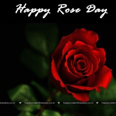 Rose Day