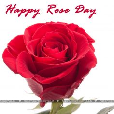 Rose Day