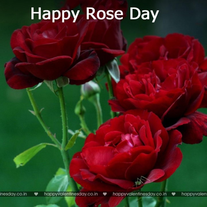 Rose Day – happy valentines day my friends