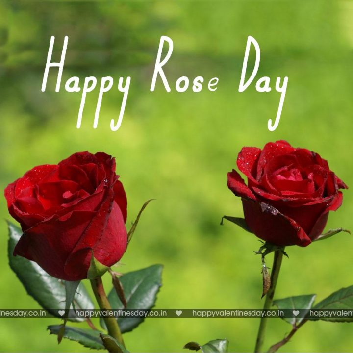Rose Day