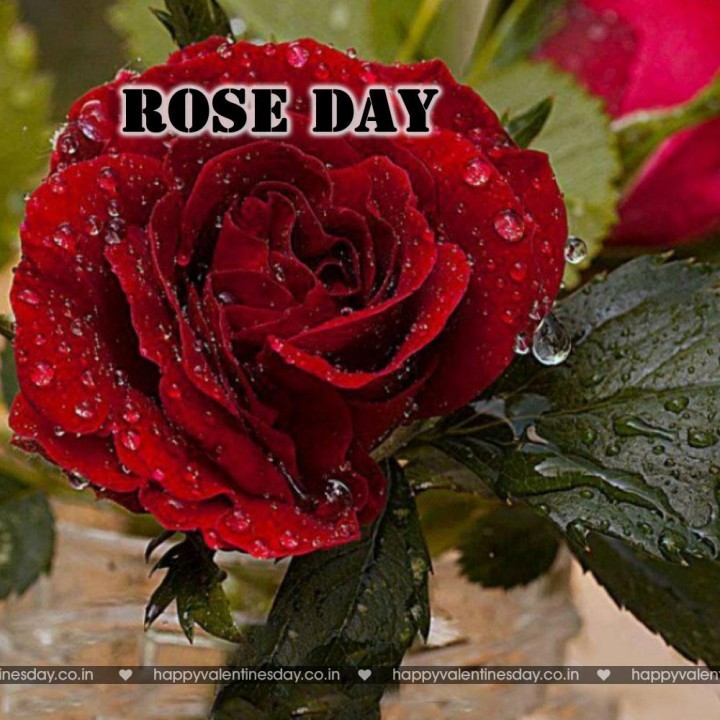 Rose Day – happy valentines day for him