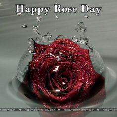 Rose Day