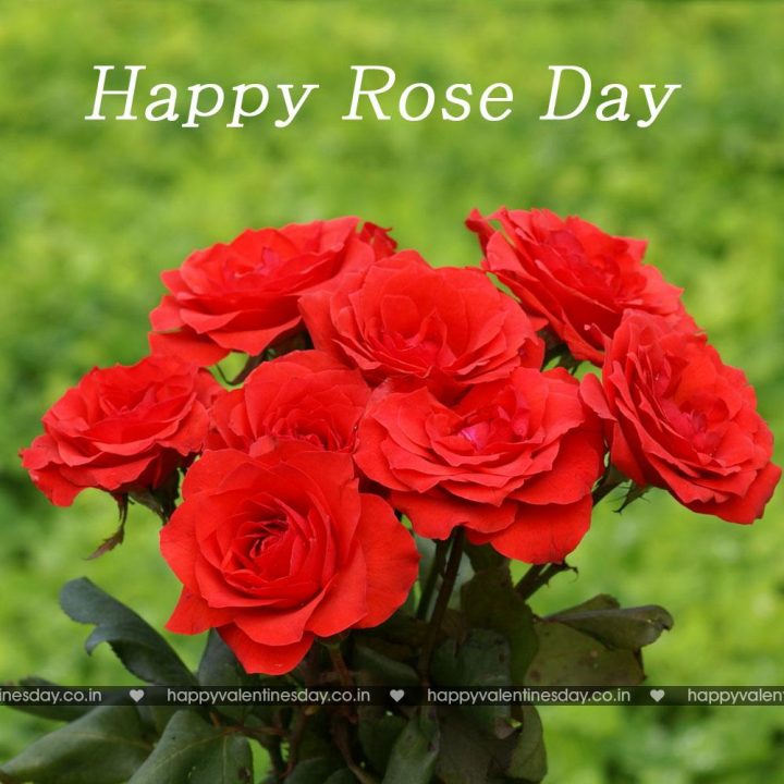 Rose Day