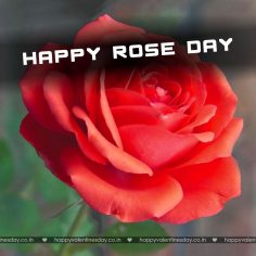 Rose Day – happy valentines day pictures download