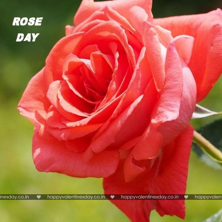 Rose Day