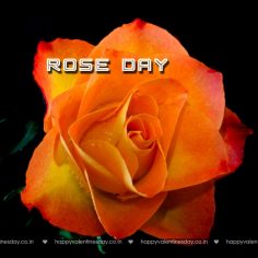 Rose Day