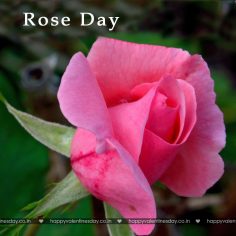 Rose Day – ecards for valentines day