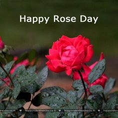 Rose Day – ecards for kids