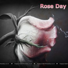 Rose Day – quotes for valentines day