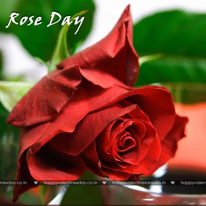 Rose Day