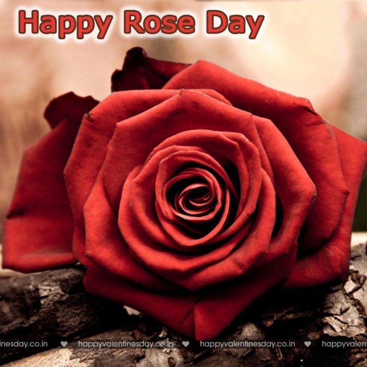 Rose Day