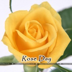 Rose Day