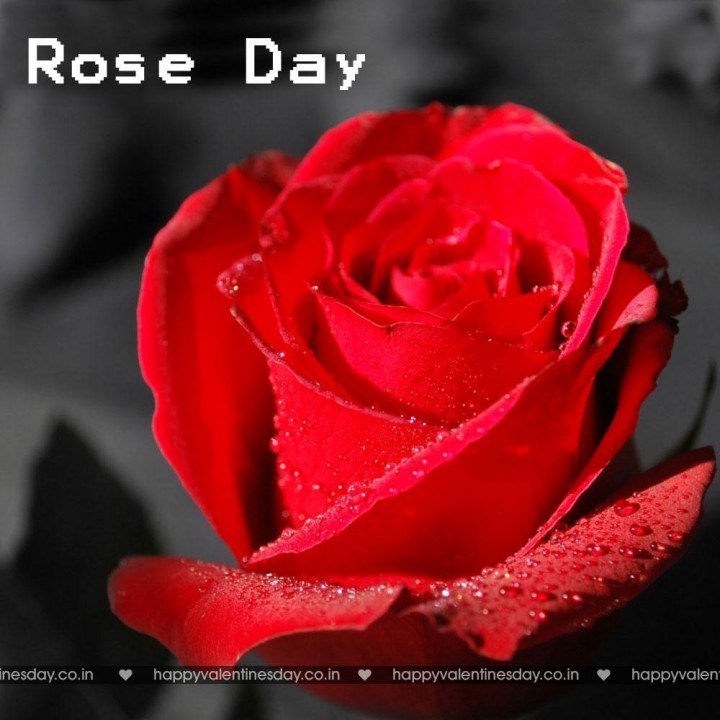 Rose Day – happy valentines day poems for friends