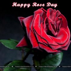 Rose Day – happy valentines day in latin