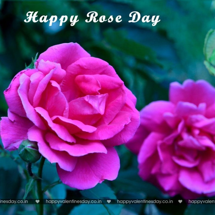 Rose Day – free valentines ecards