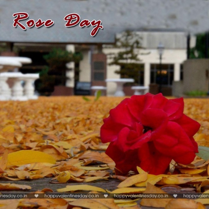 Rose Day – free valentine cards