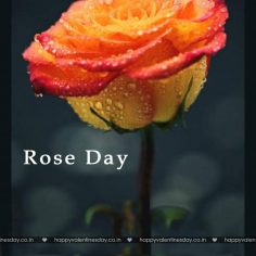 Rose Day – happy valentines day status