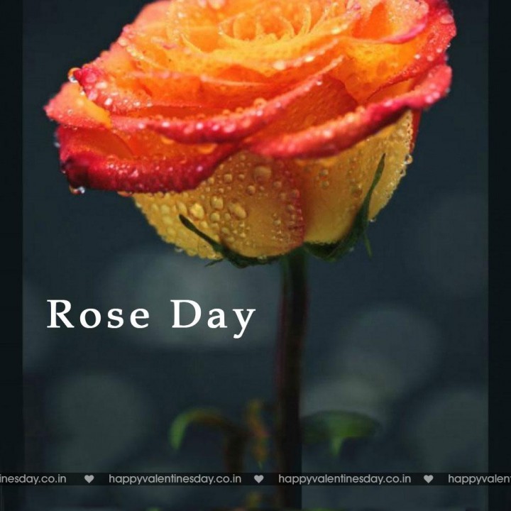Rose Day – happy valentines day status