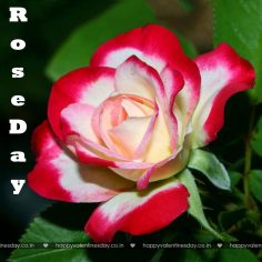 Rose Day – online ecards