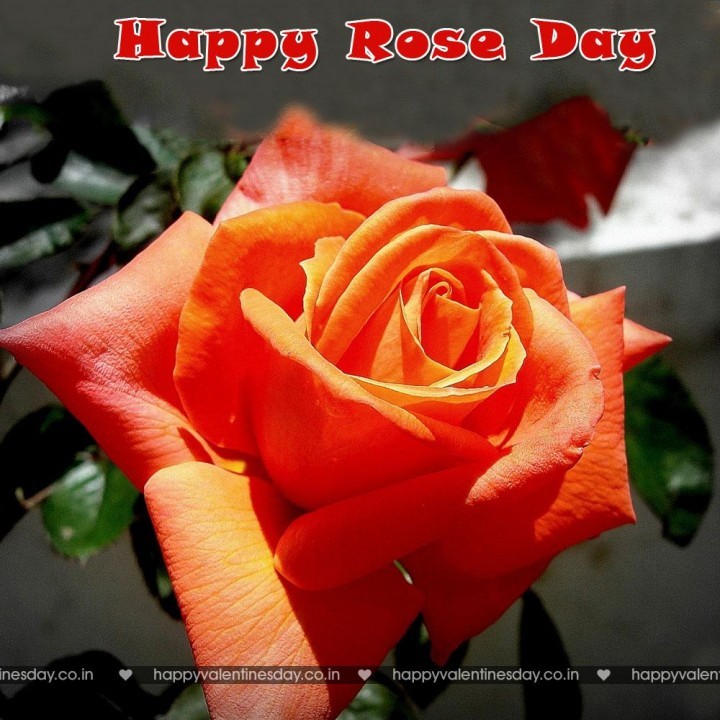 Rose Day – happy valentine day card