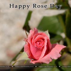 Rose Day – best free ecards