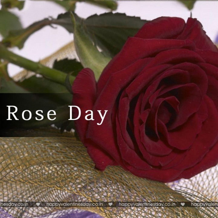 Rose Day – best free ecards
