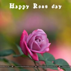 Rose Day – happy valentines day in hawaiian