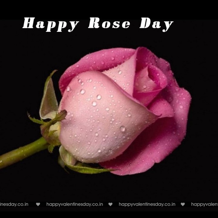 Rose Day – free valentines day card