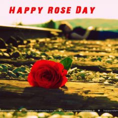 Rose Day – happy valentines day wife