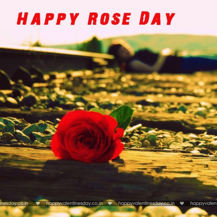 Rose Day – happy valentines day wife