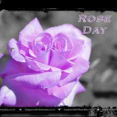 Rose Day – happy valentines day cards images