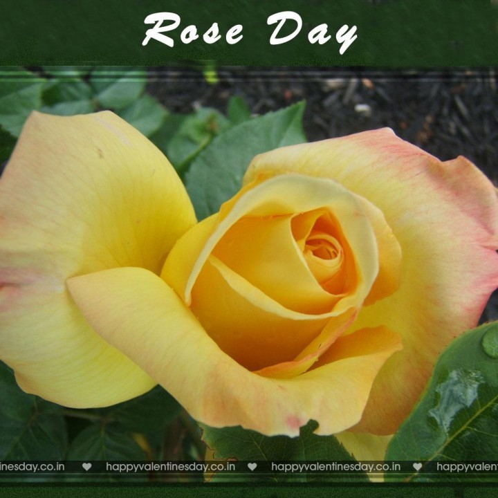 Rose Day – free xmas cards