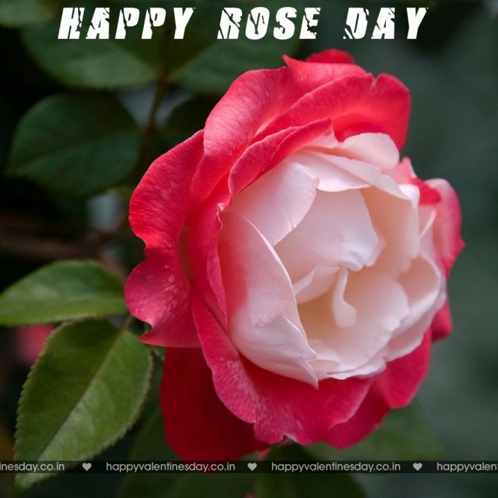 Rose Day – happy valentines day greeting