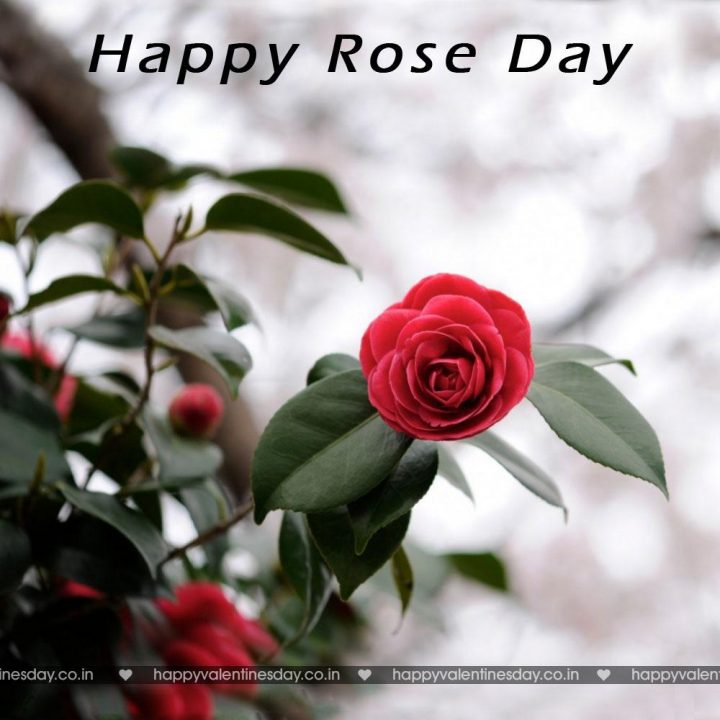 Rose Day – happy valentines day to my son