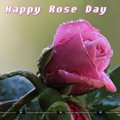 Rose Day