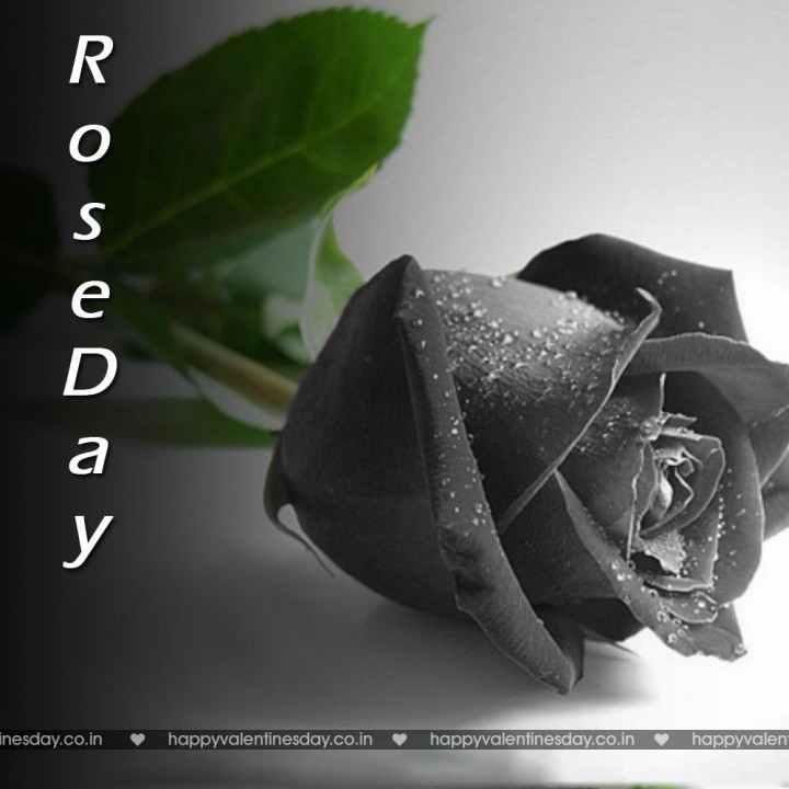 Rose Day – greetings for valentines day