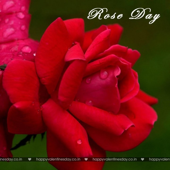 Rose Day – free valentines day pictures