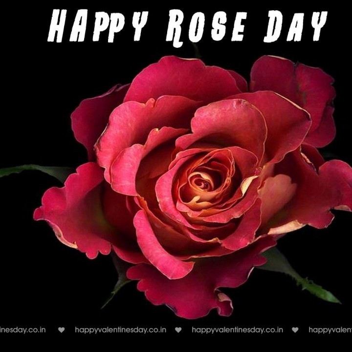 Rose Day – happy valentine day message